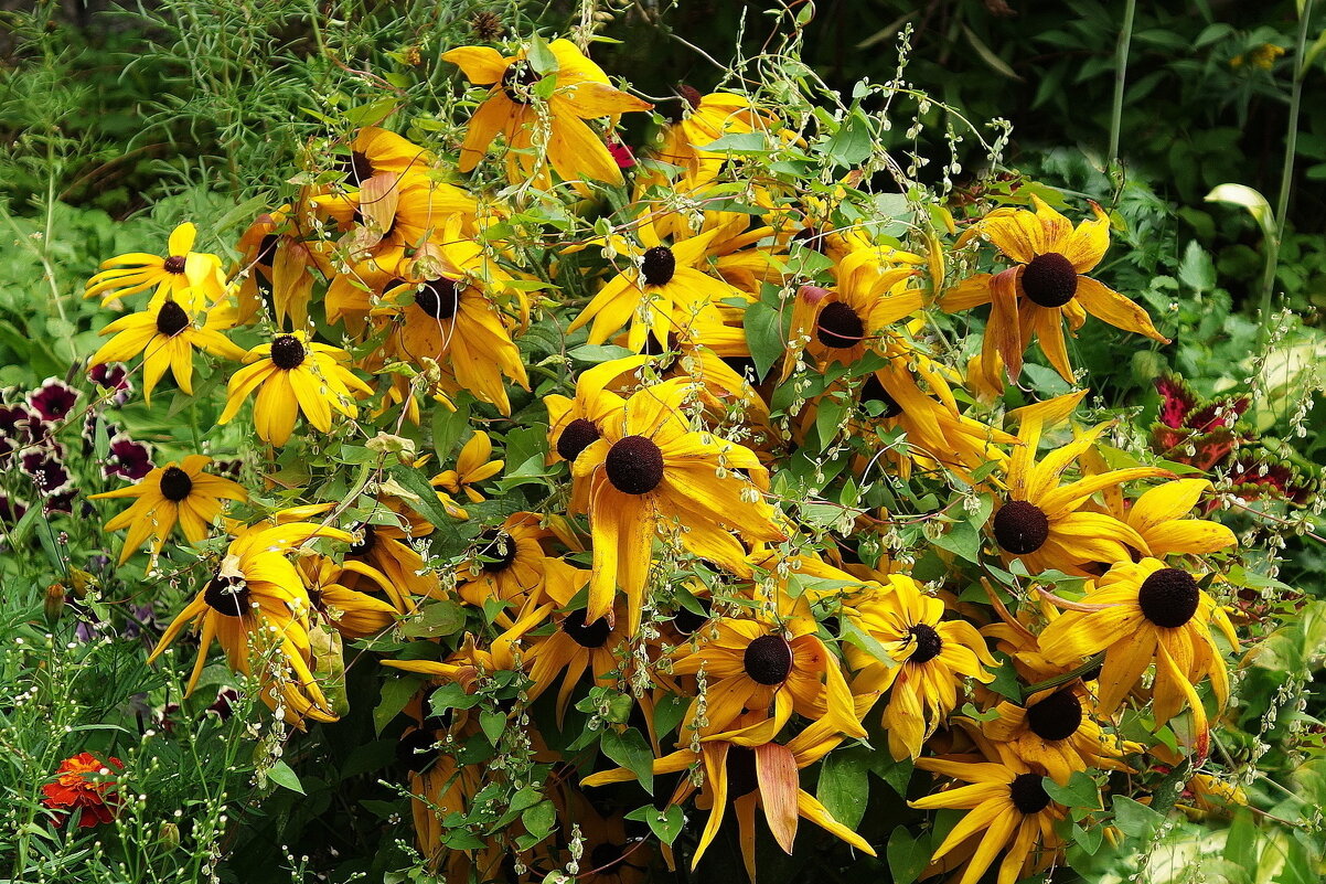 Рудбекия - Рита Симонова