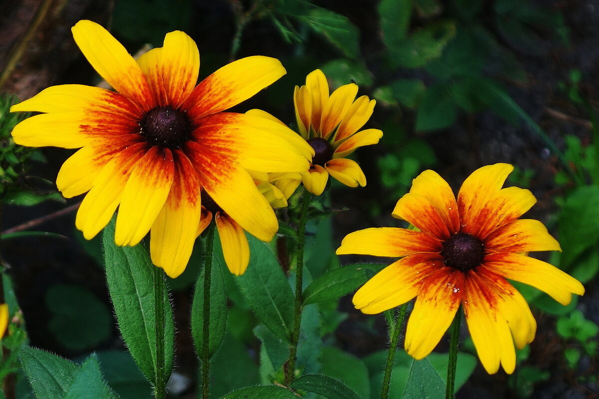 Рудбекия - Рита Симонова