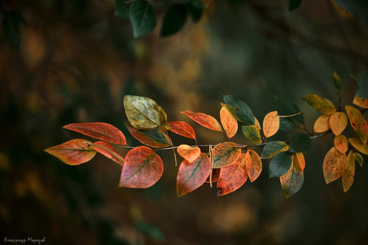 Осенние листья - Александр Морозов