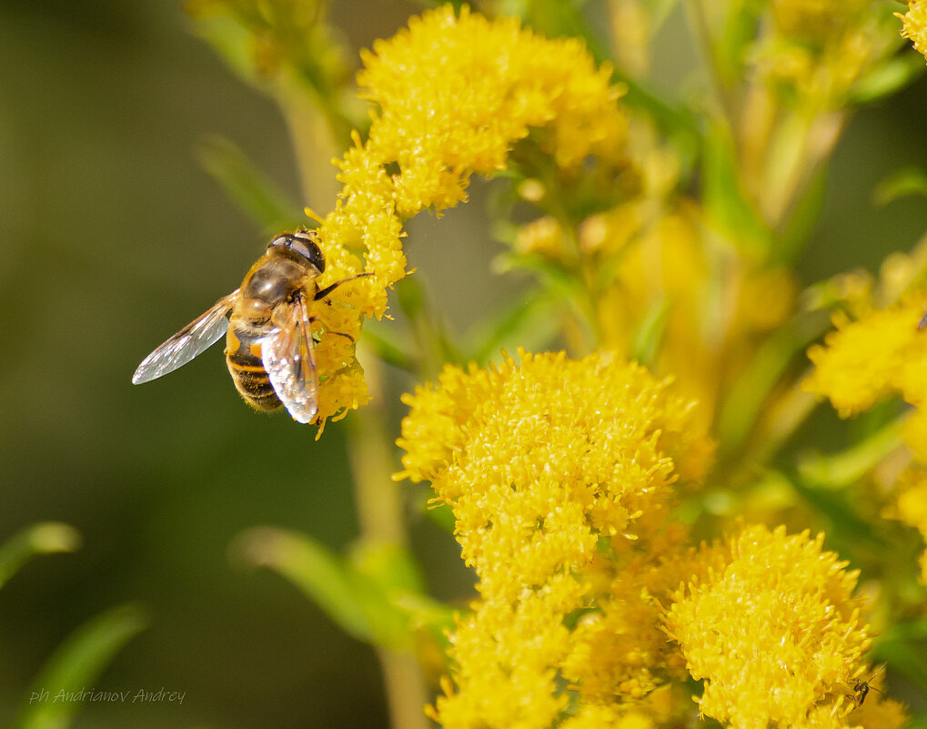 *** - Андрей Андрианов