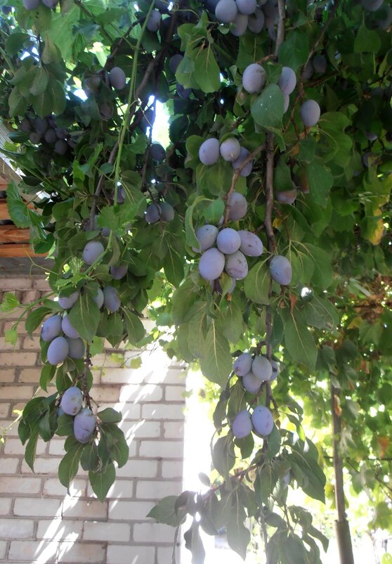 Венгерка - Наталья 