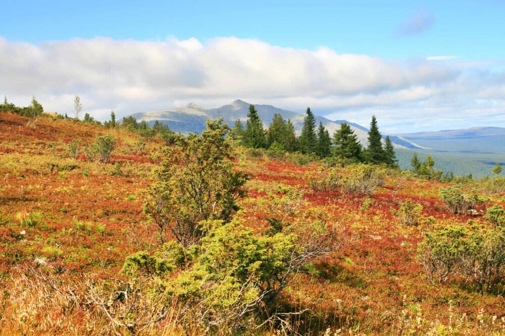 Осень в горах Северного Урала - Галина Ильясова