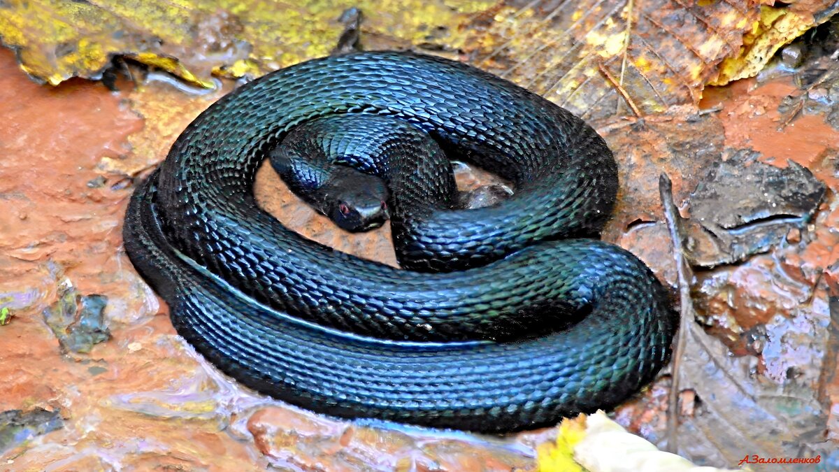 Лес всегда полон неожиданностей... - Андрей Заломленков