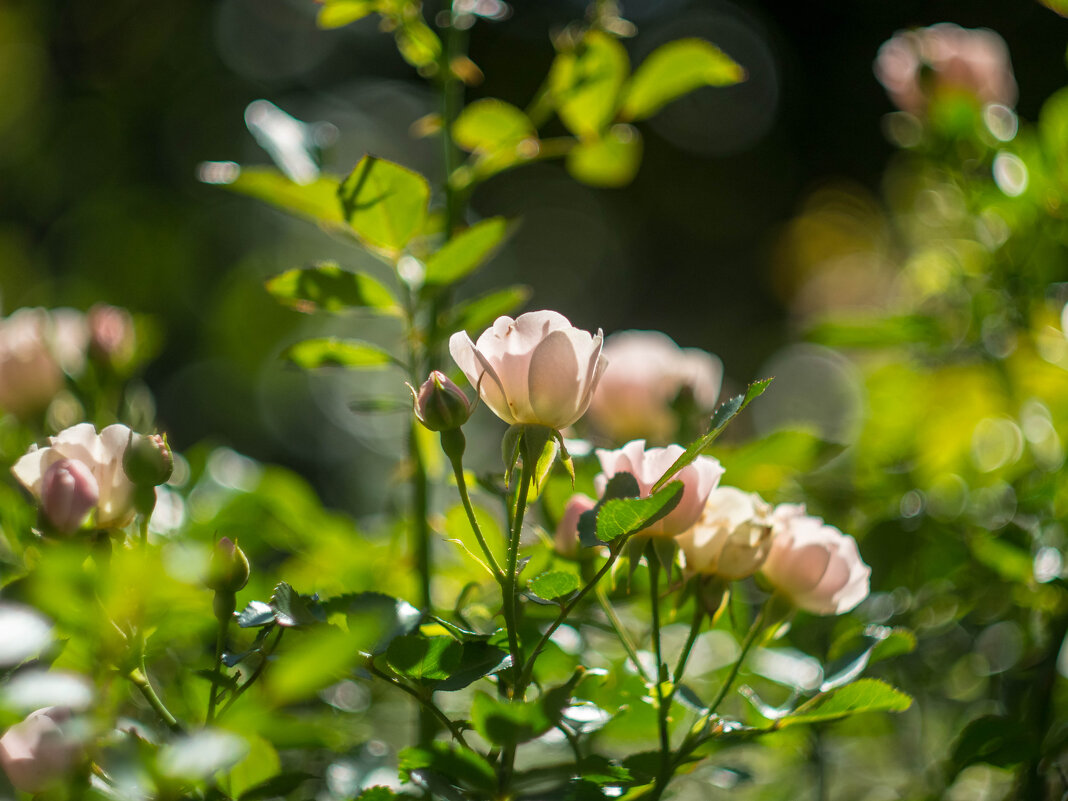 ___ - Yuriy V ___ - Yuriy V