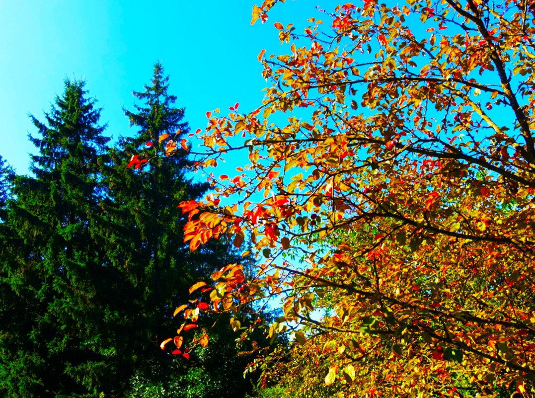 Первые краски осени - Aida10 