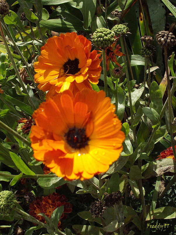 Календула - Freddy 97