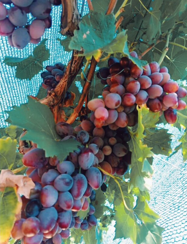 Виноград - Светлана Мишенёва