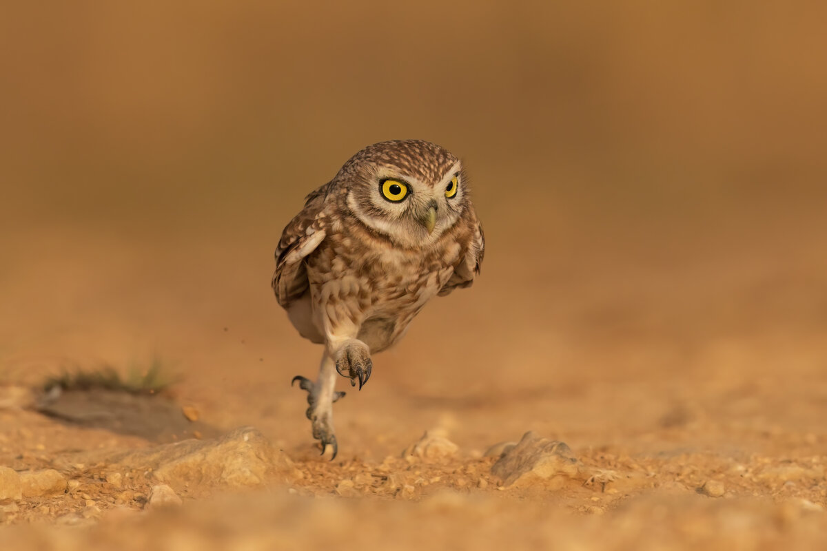 *** - Евгений Фруман *** - Евгений Фруман