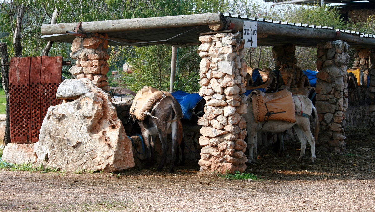 Бедуинский прокат - Аркадий Басович