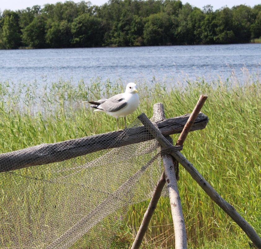 Сизая чайка - Любовь ***