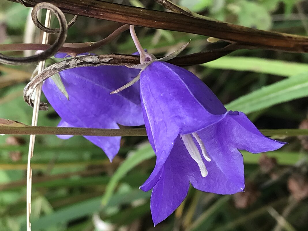 Цветы осенние - Pippa 