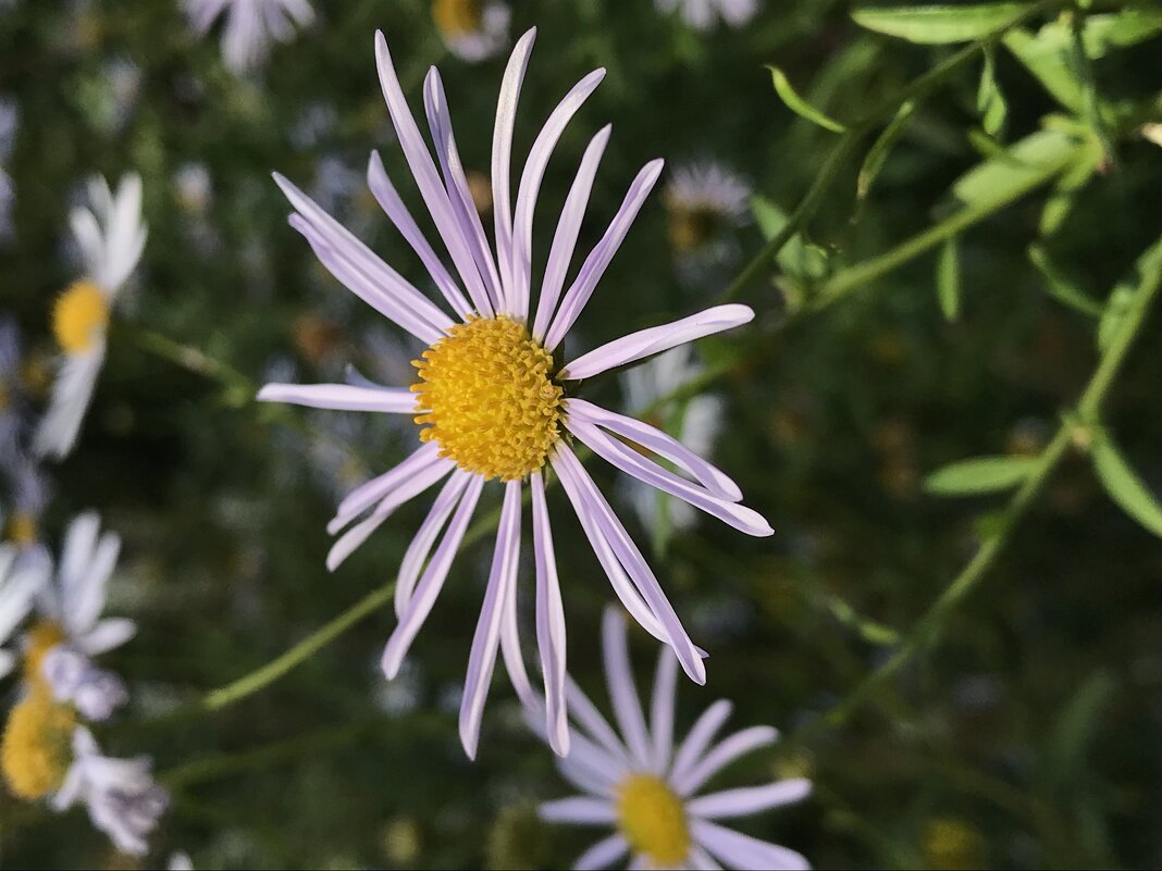 Цветы осенние - Pippa 