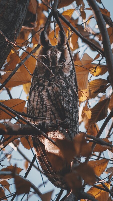 Прекрасные совушки. - Анатолий Щербак