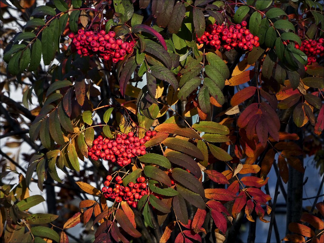 Горит огонь рябины красной... - Валентина *