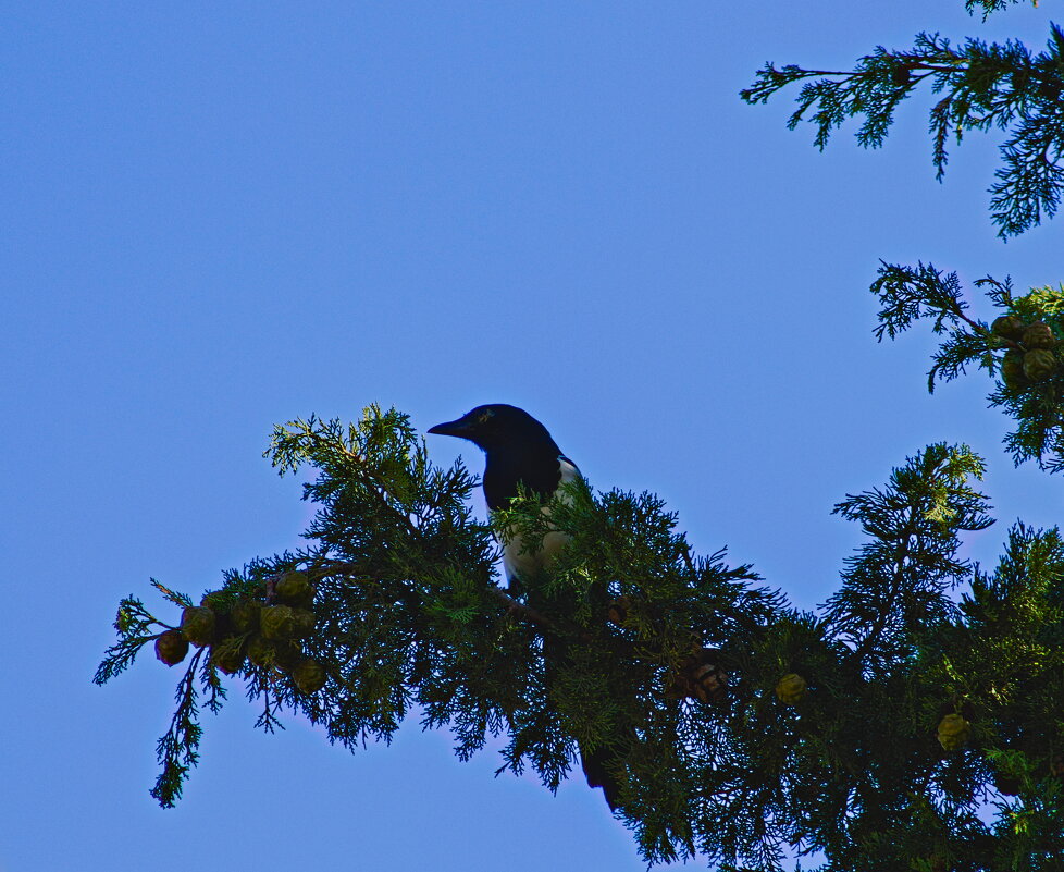 Сорока - Giant Tao /