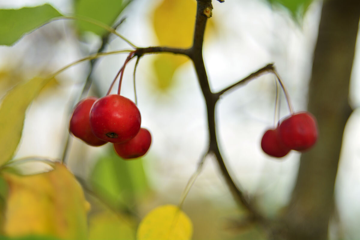 Осенние  цвета - Геннадий Супрун