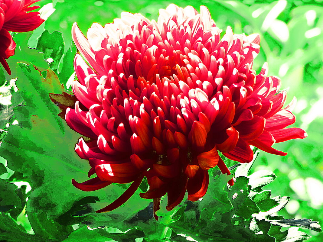 ХРИЗАНТЕМЫ (2) - Елена Куприянова 