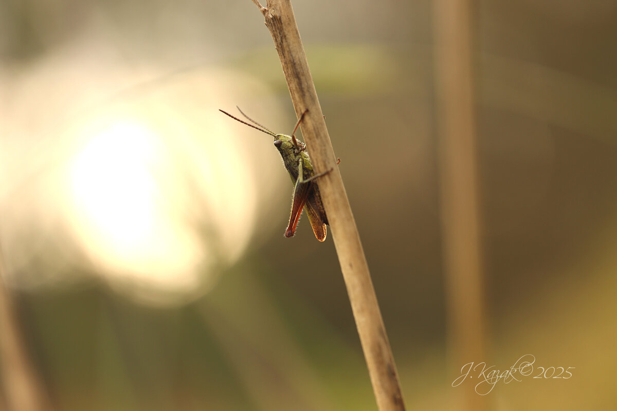 *** - Елена Kазак (selena1965)