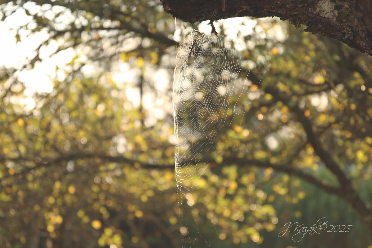 *** - Елена Kазак (selena1965)