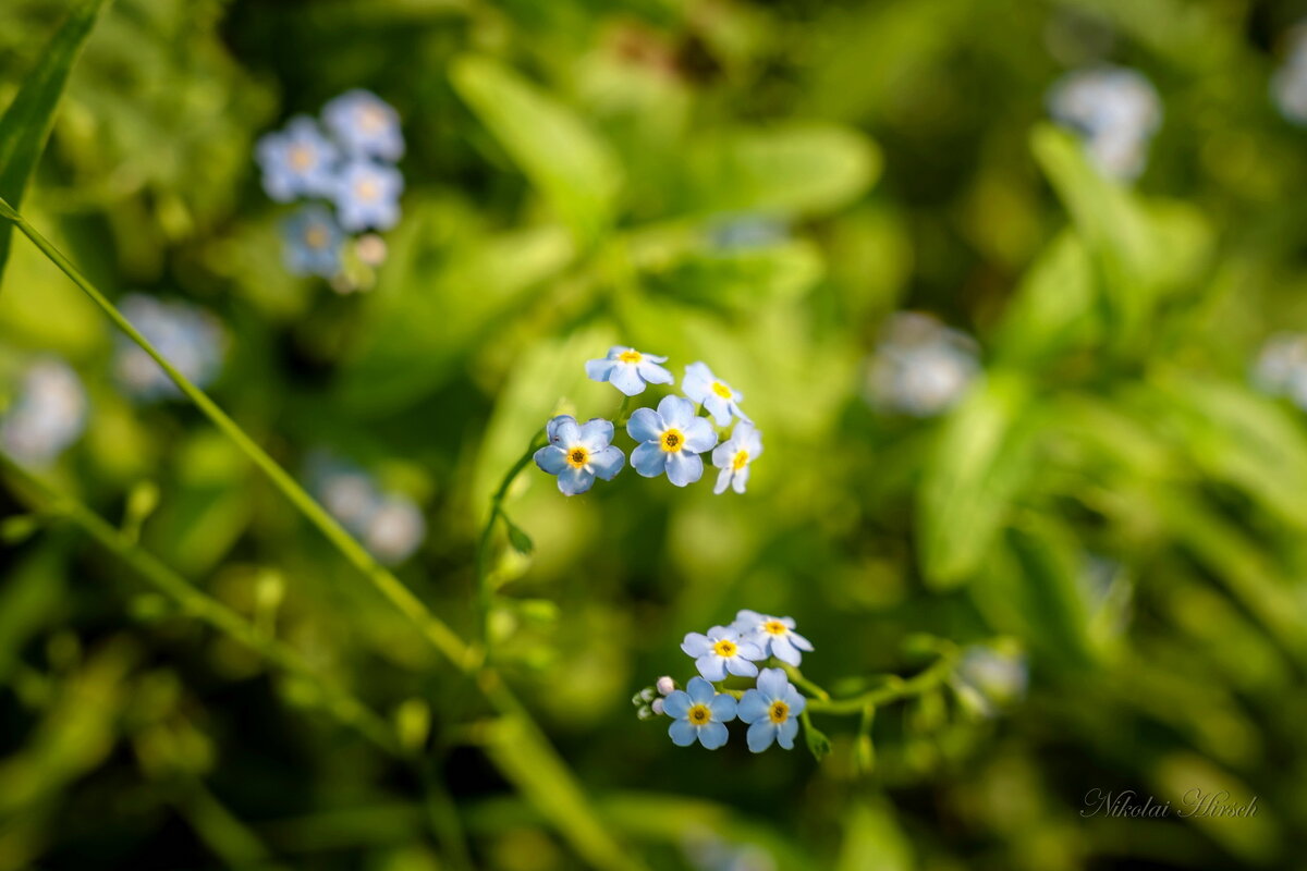 Про незабудку... - Николай Гирш