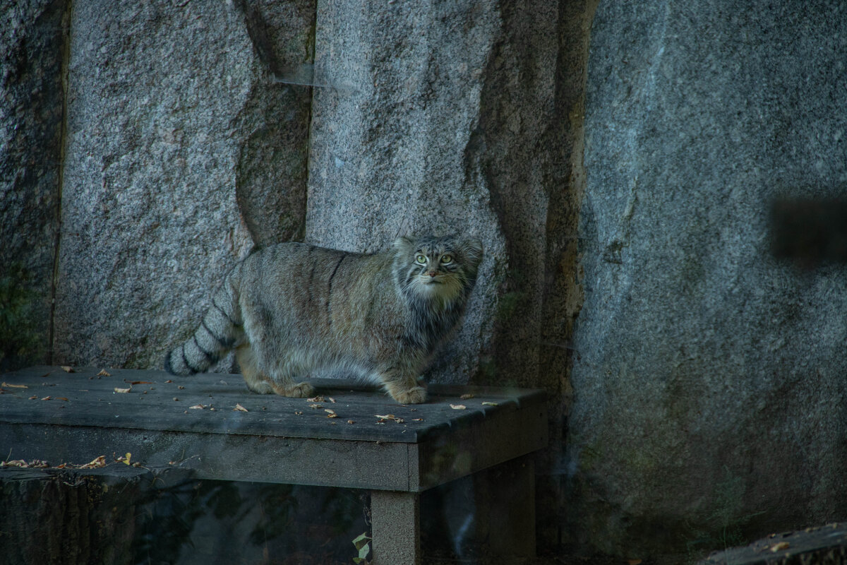 Манул Тимофей - Andrew 