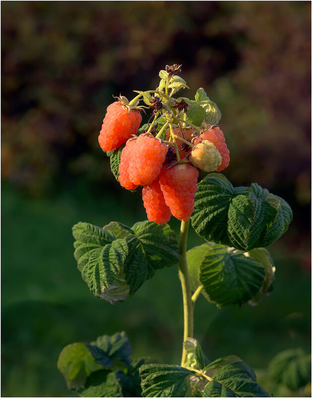 Ягода малина - Валентин Котляров