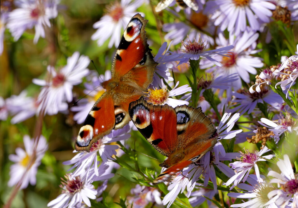 Из сегодняшней съёмки 6 - Александр Прокудин
