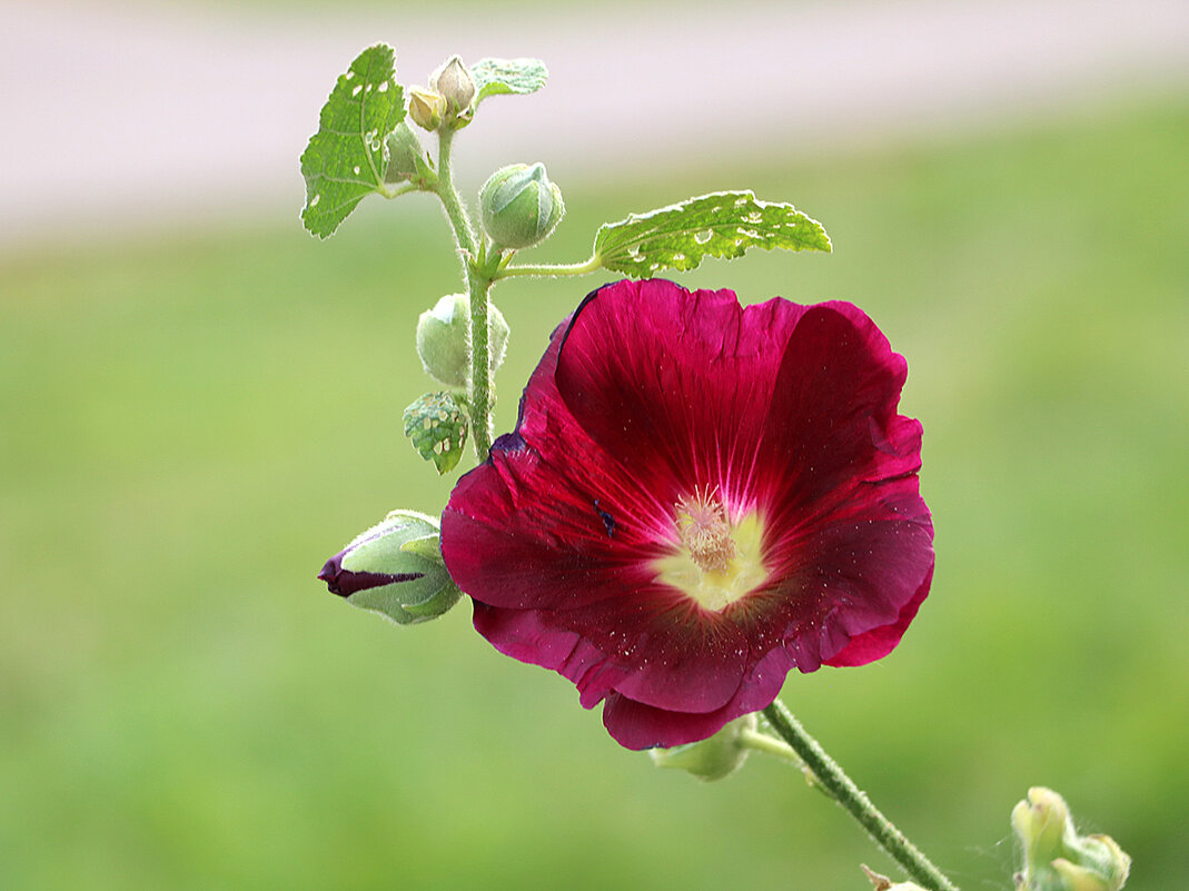 Осенняя красавица - Светлана 