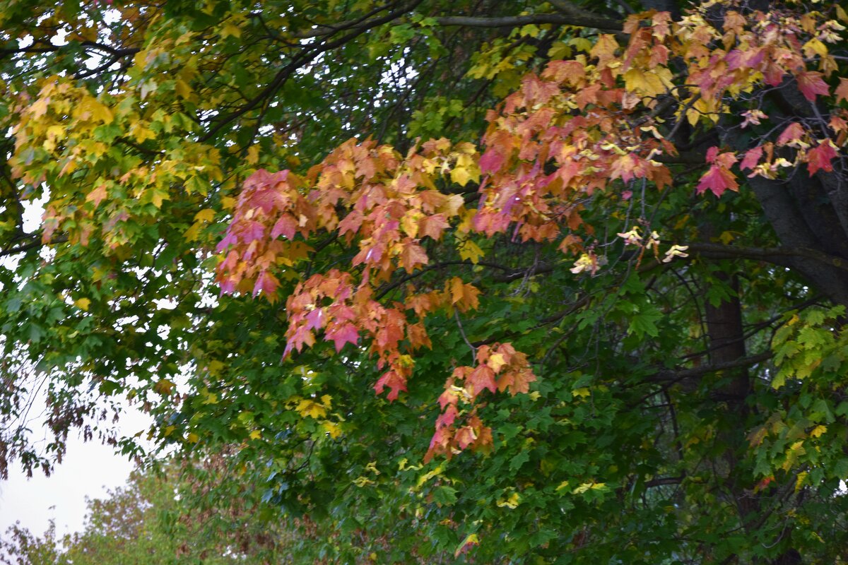 Разноцветные листики - Мария Яковлева