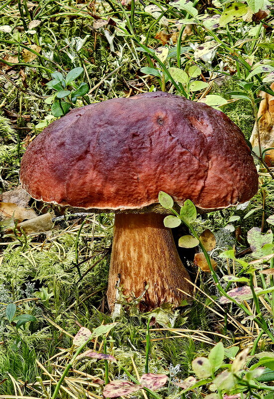 Вытегра. Лес. Грибы. Ягоды. - Михаил Свиденцов