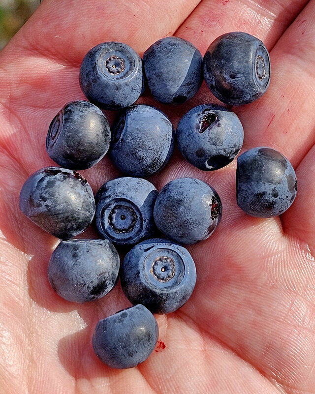 Вытегра. Лес. Грибы. Ягоды. - Михаил Свиденцов