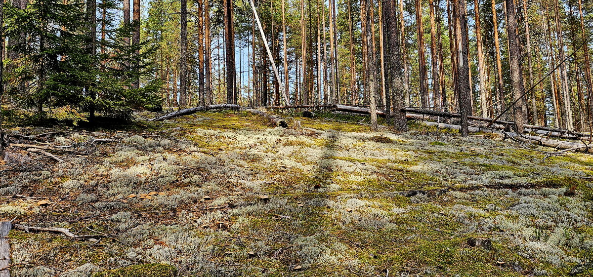 Вытегра. Лес. Грибы. Ягоды. - Михаил Свиденцов