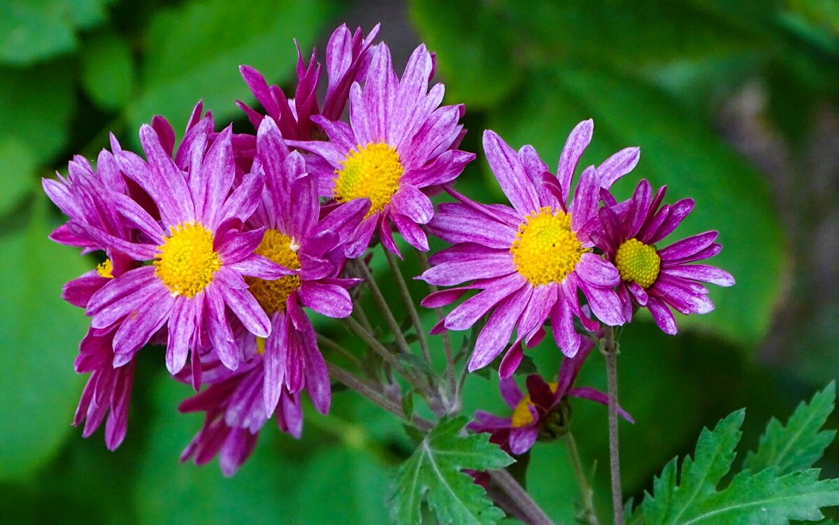 Цветы сентября. - Милешкин Владимир Алексеевич 