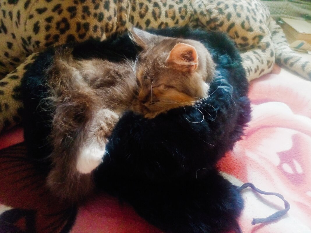 Соня - Сергей Кочнев