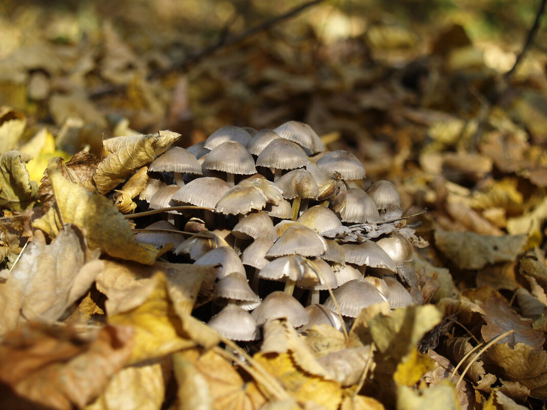 Лесные грибы - Дмитрий Курский 