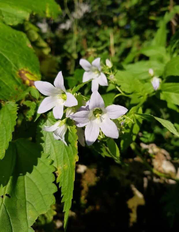 ЗАПАДНЫЙ КАВКАЗ. Пшехский водопад - Tata Wolf