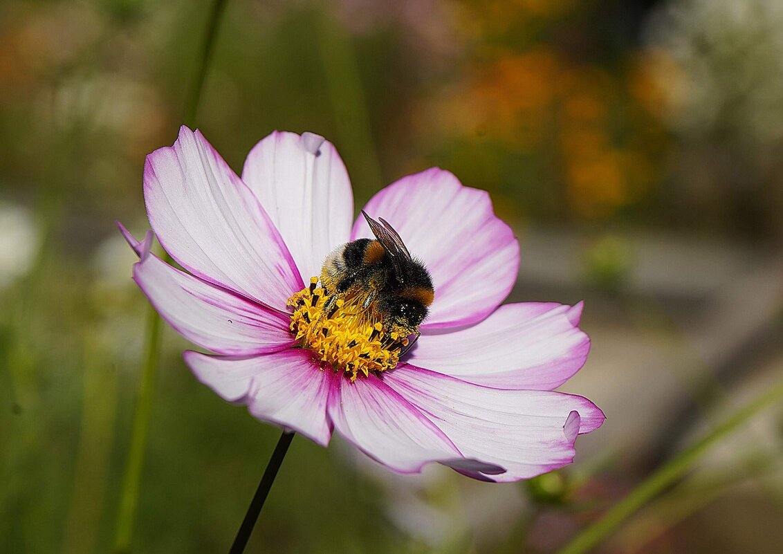Космея - Татьяна Тюменка
