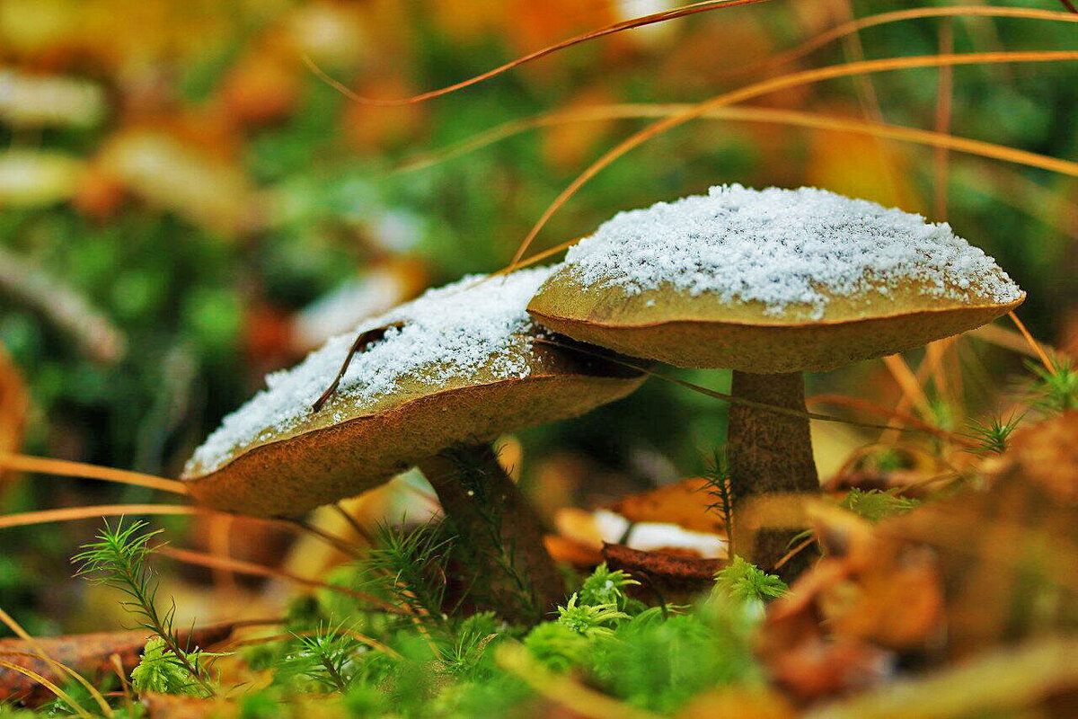 Сентябрь...Обабки под снегом! - Владимир 