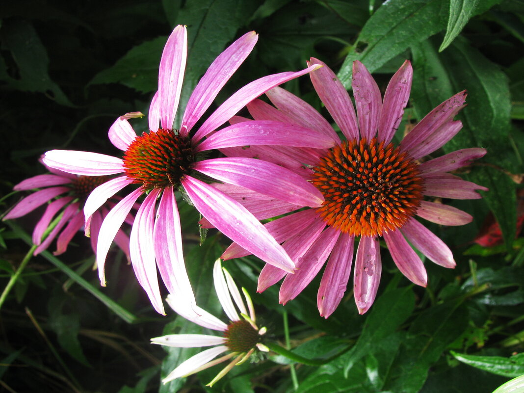 Красота - Людмила Смородинская