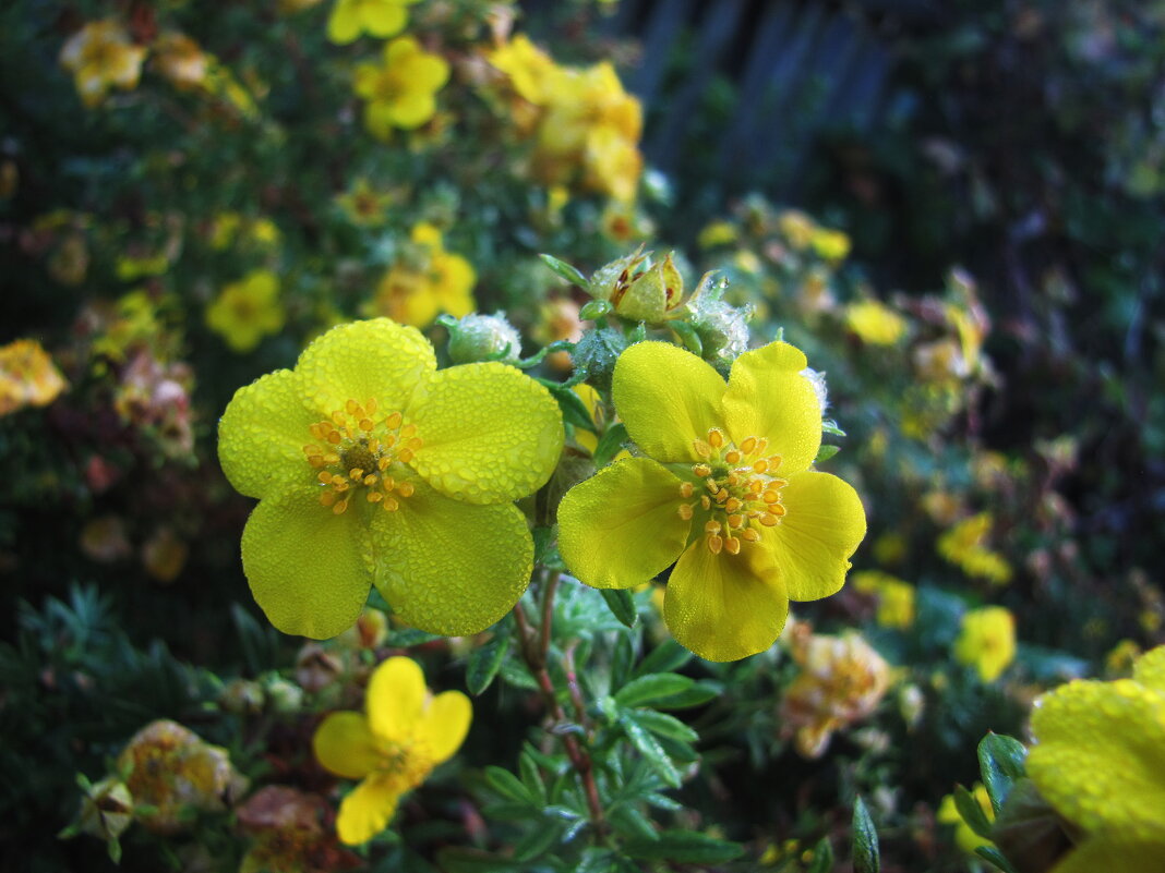Лапчатки нежное цветение - Людмила Смородинская Лапчатки нежное цветение - Людмила Смородинская
