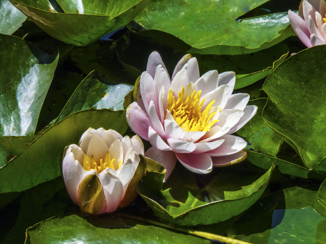 Розовая  лилия - Валентин Семчишин