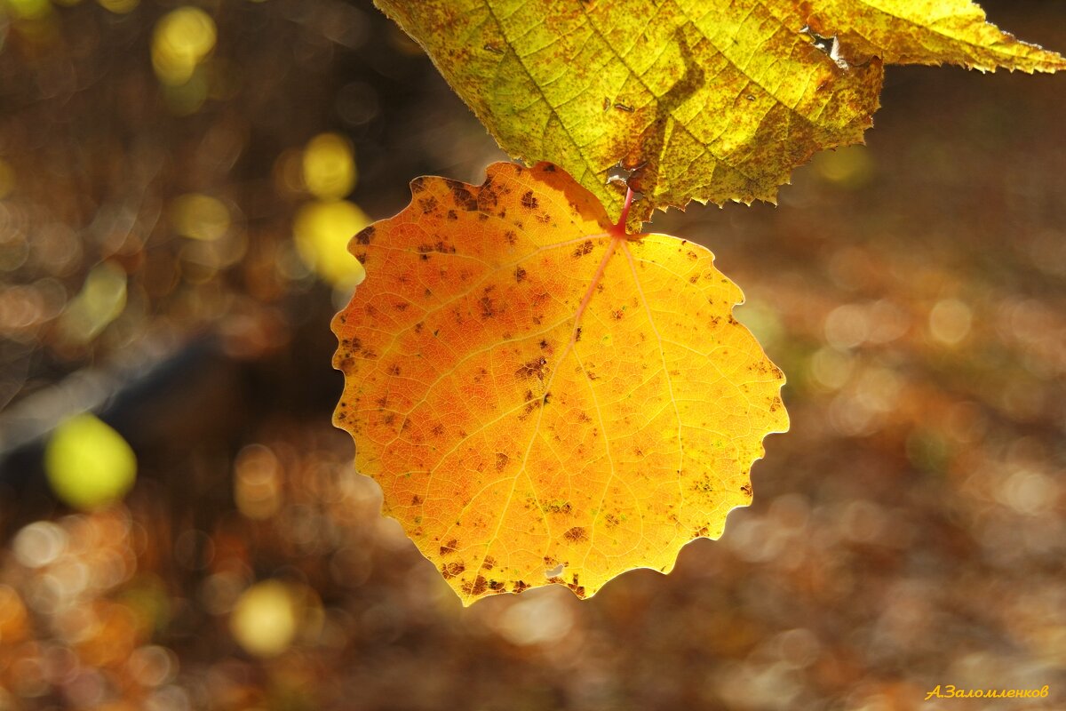 И манит осень золотая... - Андрей Заломленков И манит осень золотая... - Андрей Заломленков