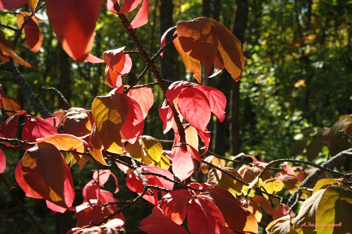 Все краски сентября... - Андрей Заломленков