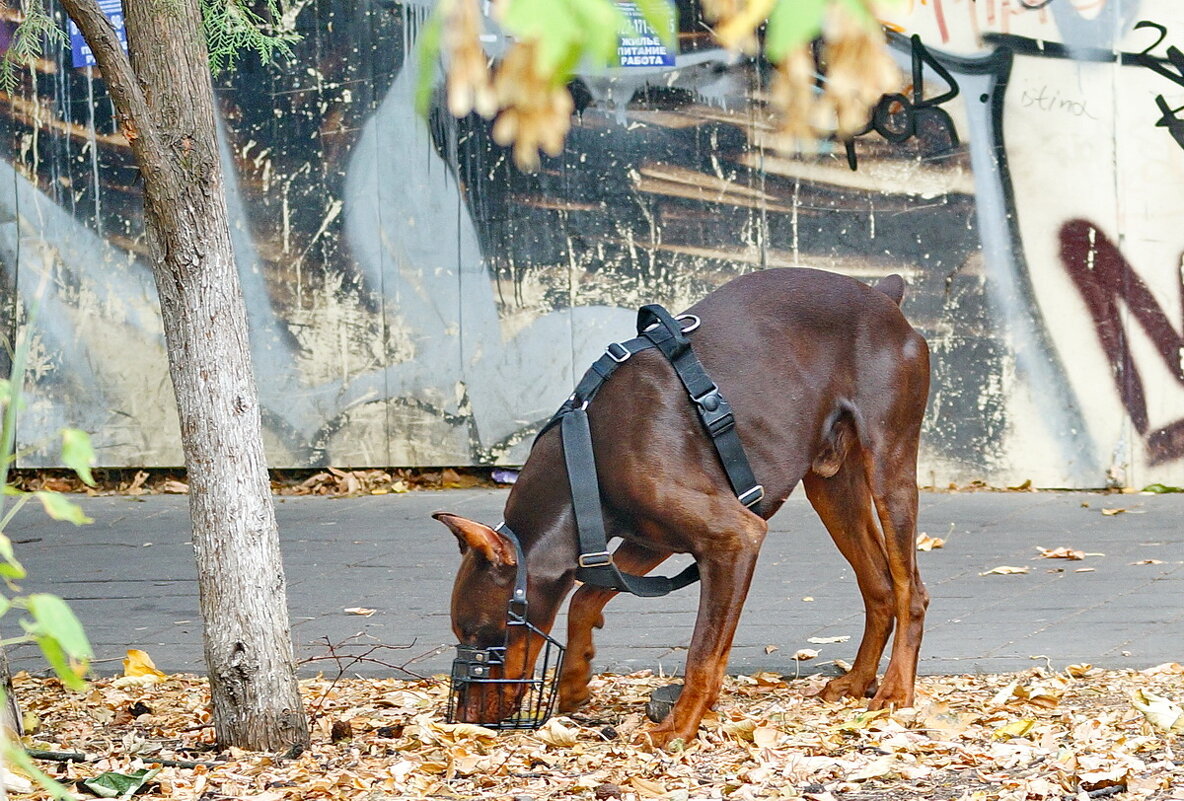 Про разных собачек... - Николай Саржанов