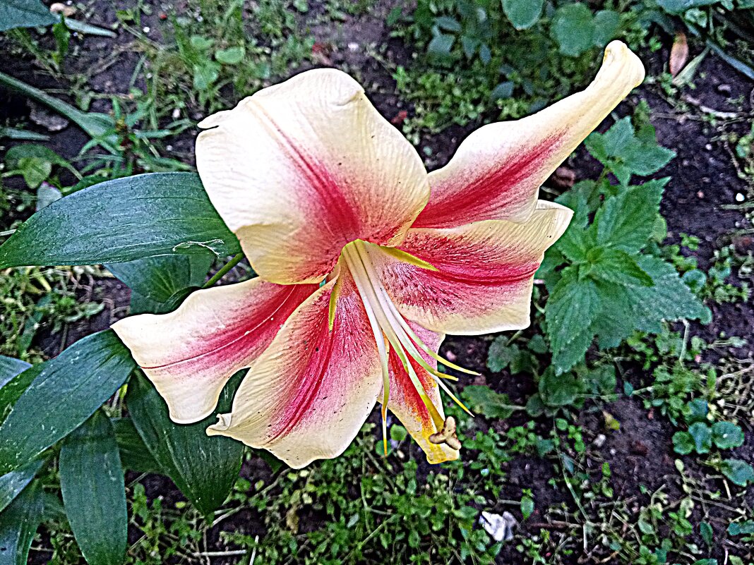 Цветы. - Владимир Драгунский Цветы. - Владимир Драгунский