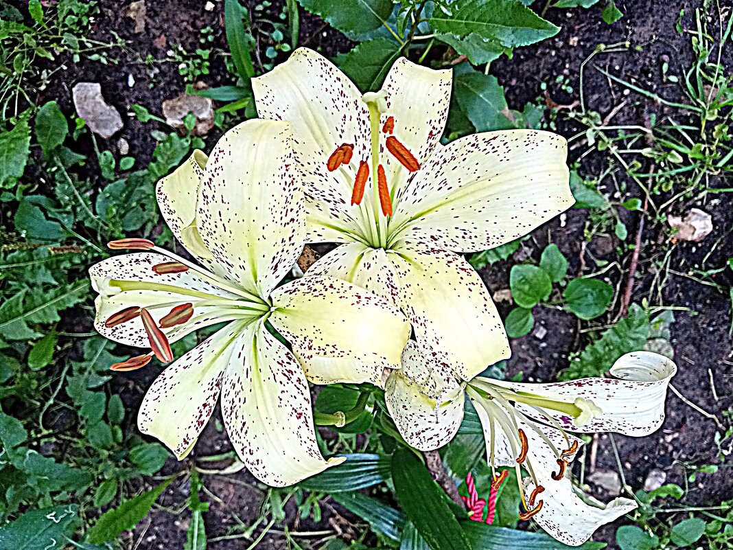 Цветы. - Владимир Драгунский