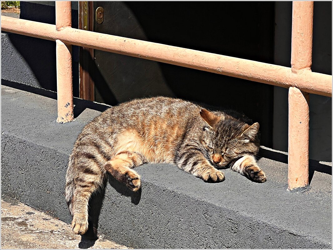 Гвардейский котик. - Валерия Комова