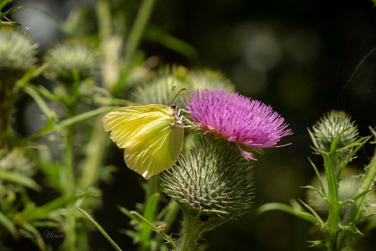 Лимонница на чертополохе... - Николай Гирш Лимонница на чертополохе... - Николай Гирш