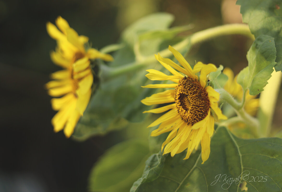 *** - Елена Kазак (selena1965)