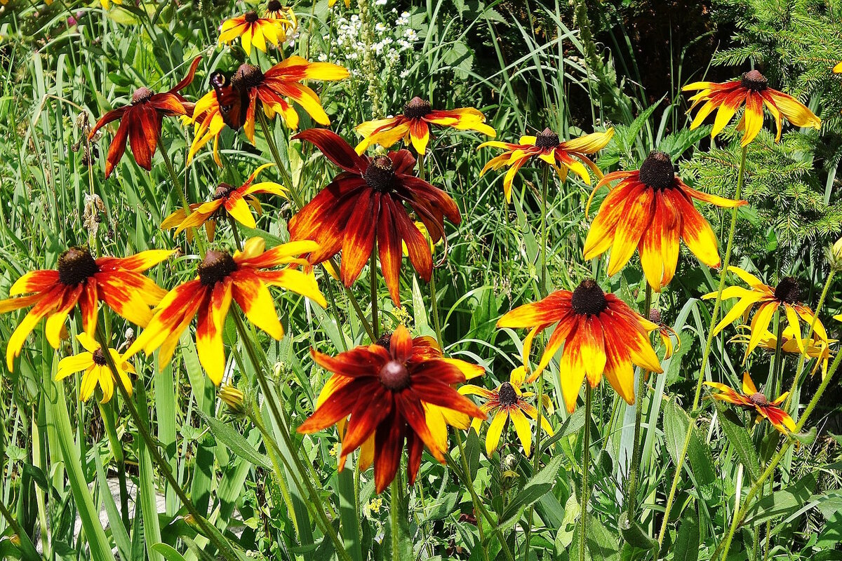 Рудбекия - Рита Симонова